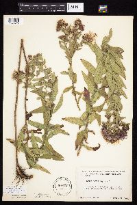 Symphyotrichum novae-angliae image