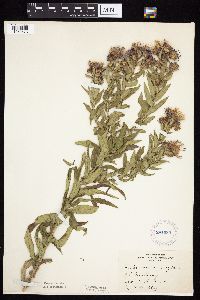 Symphyotrichum novae-angliae image