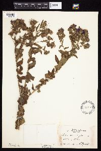 Symphyotrichum novae-angliae image