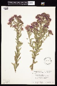 Symphyotrichum novae-angliae image