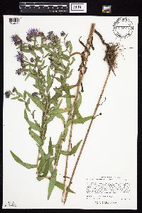 Symphyotrichum novae-angliae image