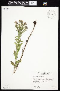 Symphyotrichum novae-angliae image