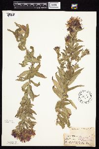 Symphyotrichum novae-angliae image