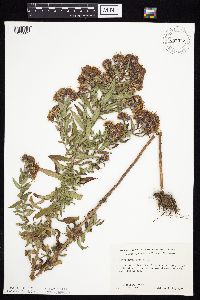 Symphyotrichum novae-angliae image