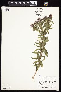 Symphyotrichum novae-angliae image