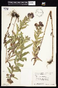 Symphyotrichum novae-angliae image