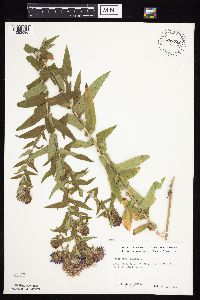 Symphyotrichum novae-angliae image