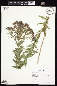 Symphyotrichum novae-angliae image
