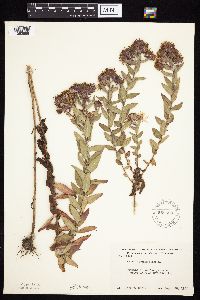 Symphyotrichum novae-angliae image