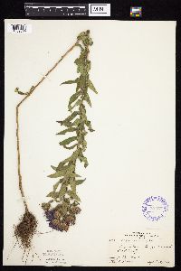 Symphyotrichum novae-angliae image