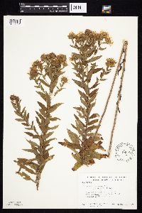 Symphyotrichum novae-angliae image