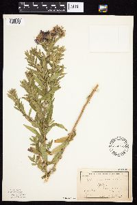 Symphyotrichum novae-angliae image