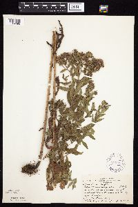 Symphyotrichum novae-angliae image