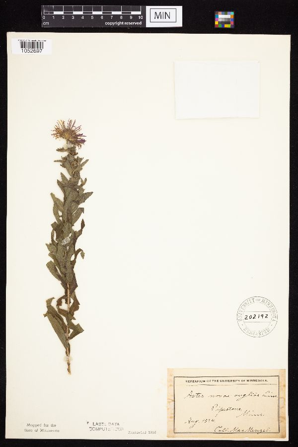 Symphyotrichum novae-angliae image