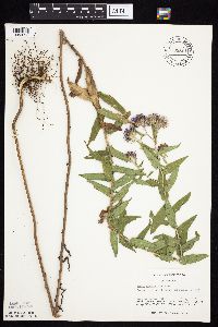 Symphyotrichum novae-angliae image