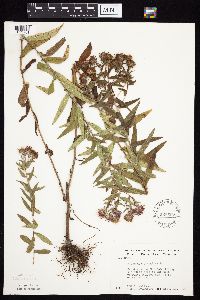 Symphyotrichum novae-angliae image