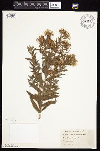 Symphyotrichum novae-angliae image