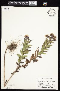 Symphyotrichum novae-angliae image
