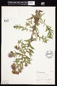 Symphyotrichum novae-angliae image
