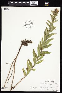 Symphyotrichum novae-angliae image
