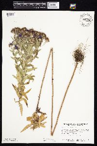 Symphyotrichum novae-angliae image