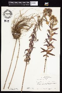 Symphyotrichum novae-angliae image