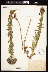 Symphyotrichum novae-angliae image