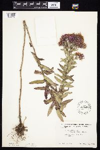 Symphyotrichum novae-angliae image