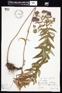 Symphyotrichum novae-angliae image