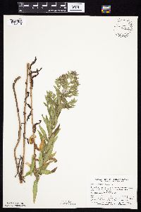 Symphyotrichum novae-angliae image