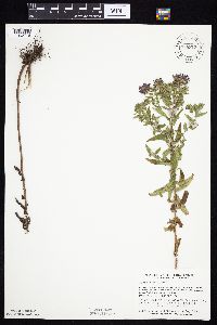 Symphyotrichum novae-angliae image