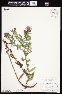 Symphyotrichum novae-angliae image