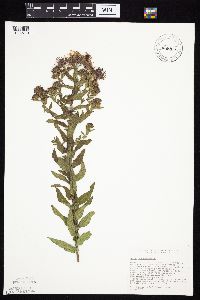 Symphyotrichum novae-angliae image