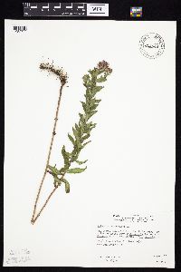 Symphyotrichum novae-angliae image
