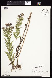 Symphyotrichum novae-angliae image