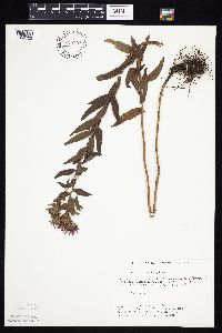 Symphyotrichum novae-angliae image