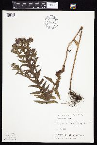 Symphyotrichum novae-angliae image