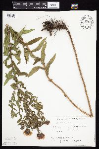 Symphyotrichum novae-angliae image