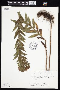 Symphyotrichum novae-angliae image
