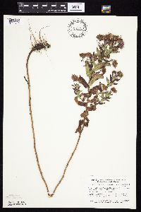 Symphyotrichum novae-angliae image