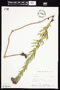 Symphyotrichum novae-angliae image