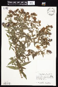 Symphyotrichum novae-angliae image