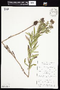 Symphyotrichum novae-angliae image