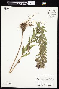 Symphyotrichum novae-angliae image