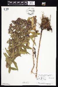 Symphyotrichum novae-angliae image
