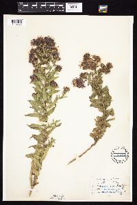 Symphyotrichum novae-angliae image