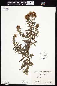 Symphyotrichum novae-angliae image