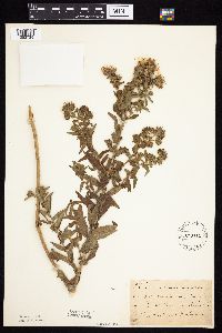 Symphyotrichum novae-angliae image