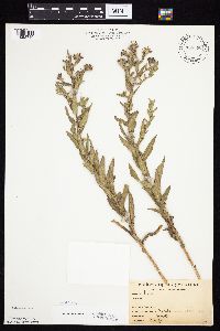 Symphyotrichum novae-angliae image