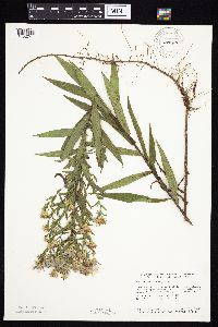Symphyotrichum novae-angliae image